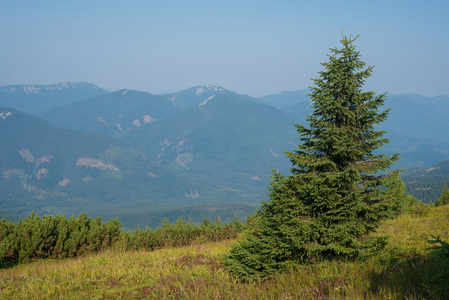 孤独杉木山背景