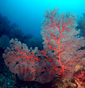 橘树海洋生物柳珊瑚