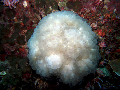 水中气泡珊瑚