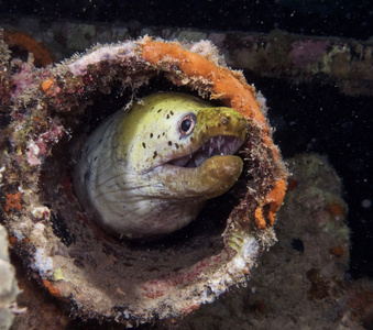 水下照片海鳝图片
