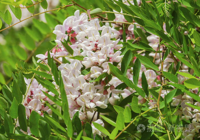 美丽的相思花照片 正版商用图片1mpcv3 摄图新视界 美丽的相思花照片 正版商用图片1mpcv3 摄图新视界