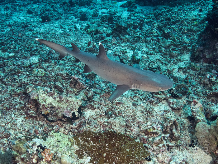 白顶礁鲨图片图片