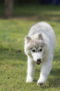 狗系列 年轻西伯利亚哈士奇犬中夏公园