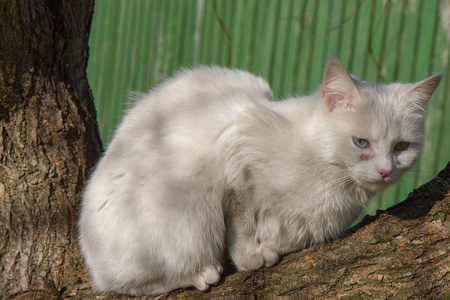 一只白猫