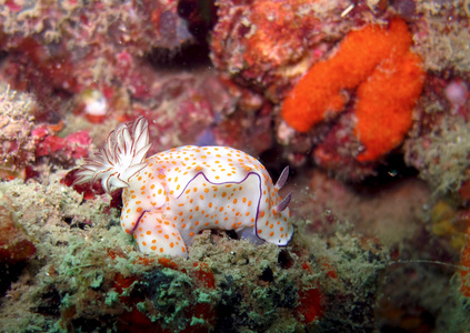 环状的 Chromodoris 裸鳃亚目