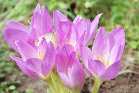 粉红色的花朵的秋水仙 autumnale照片