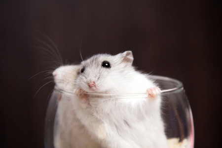 小 Djungarian 仓鼠在透明的玻璃杯