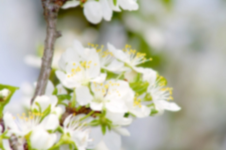 盛开在树枝上的白花, 春天