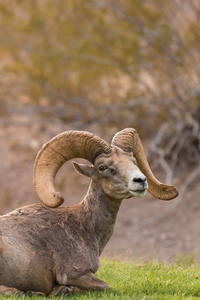 沙漠大角羊羊 ram