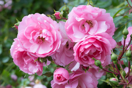可爱的粉红色攀登玫瑰