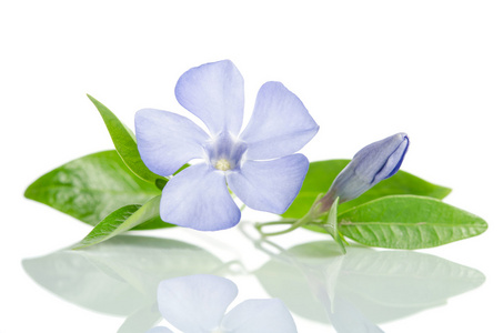 白色背景上的美丽的蓝色花长春图片