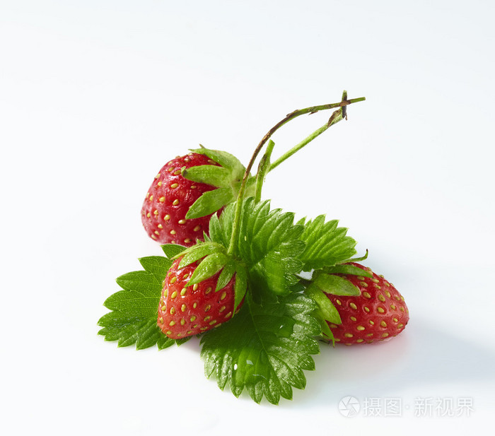 新鲜草莓的绿色叶子孤立