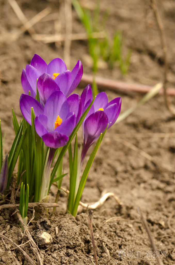 在地面上的棕色背景番红花