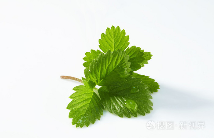 新鲜草莓的绿色叶子孤立