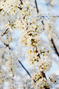 盛开的树枝, 白色的花朵