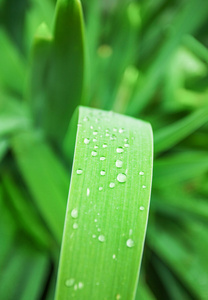 叶子上的雨滴