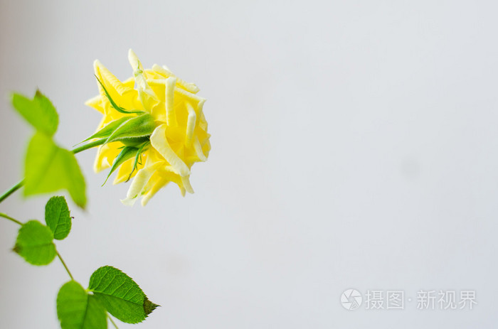 在白色背景上的黄玫瑰