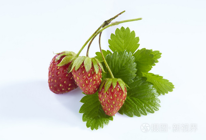新鲜草莓的绿色叶子孤立