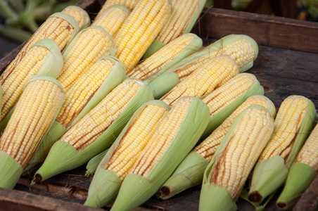 玉米的绿色耳朵