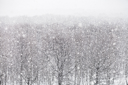 森林在冬季的一天降雪图片