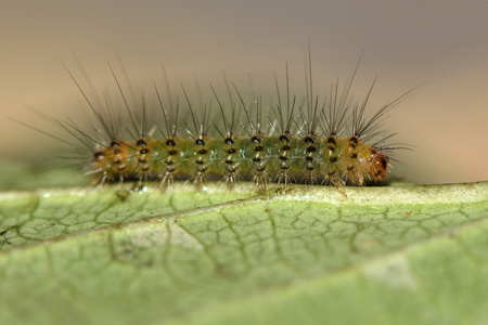 白貂 Spilosoma lubricipeda 早龄毛毛虫