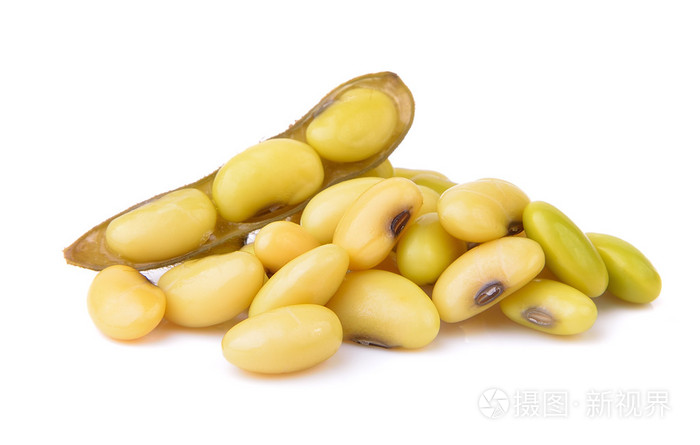 在白色背景上的bean