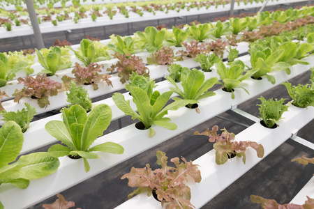 水培生菜蔬菜种植在农业农场