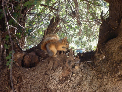 松鼠坐在树上吃坚果