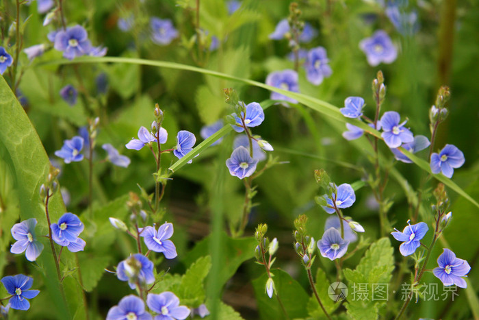 小蓝色的花维罗妮卡在田野里照片 正版商用图片1mpyao 摄图新视界