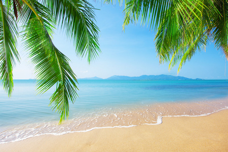 热带海滩和棕榈树