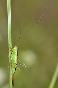 螽长长翅膀的锥头 草螽变色 若虫照片