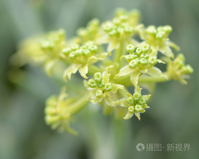 岩石蓝宝石 克里姆马利蒂姆 在花照片 正版商用图片1mpzbx 摄图新视界