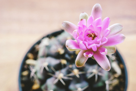 gymnocalycium mihanovichii 仙人掌