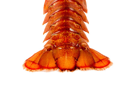 煮熟的龙虾特写白色背景上的尾巴