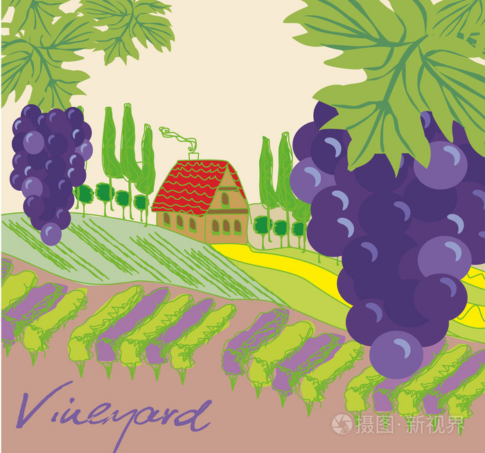 矢量插画的葡萄园