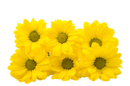 黄色的菊花花朵孤立
