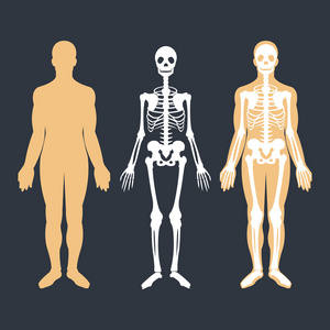 人体和骨骼系统平面插图集。 身体