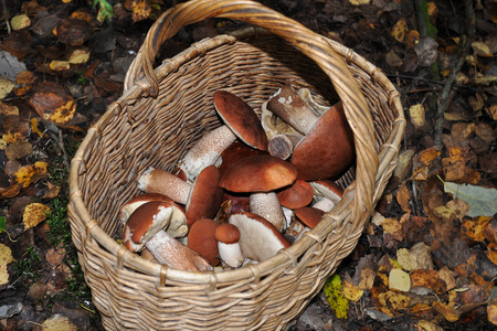 在森林里的蘑菇橙色盖牛肝菌篮子