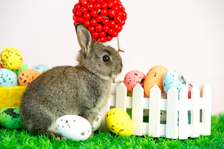 小可爱的兔子与复活节彩蛋