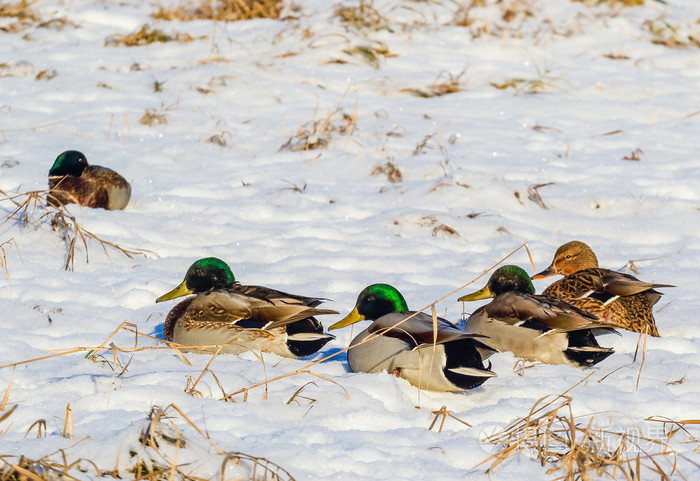 绿头鸭在雪地里休息
