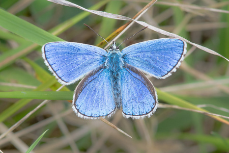 翅膀打开阿多尼斯蓝色蝴蝶 (polyommatus bellargus) 与翅膀打开照片