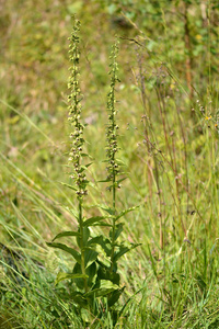 花中的阔叶螺旋硼 Epipactis helleborine 植物