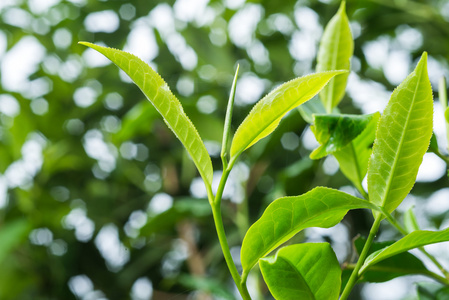 茶系列 新鲜茶叶种植园