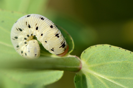 Tenthredo balteata 叶蜂毛毛虫