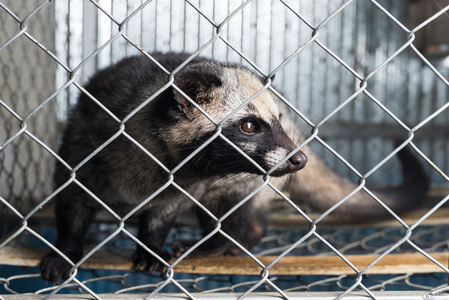 咖啡系列︰ 亚洲果子狸在笼子里照片