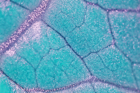 显微镜下观察植物细胞