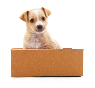 褐色的小狗在一个盒子里照片