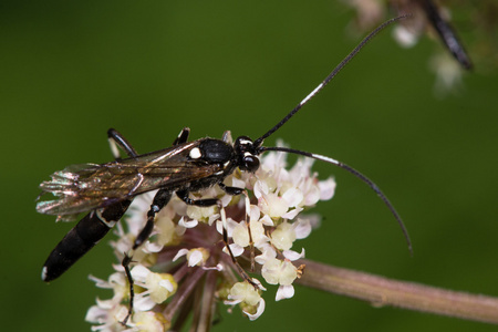 Achaius oratorius 姬蜂