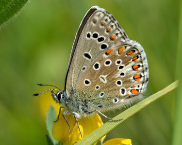 阿多尼斯蓝色蝴蝶 Polyommatus bellargus 在封闭的翅膀箭舌豌豆