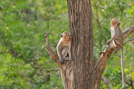 与长长的尾巴，坐在不同的树枝上的两只猴子
